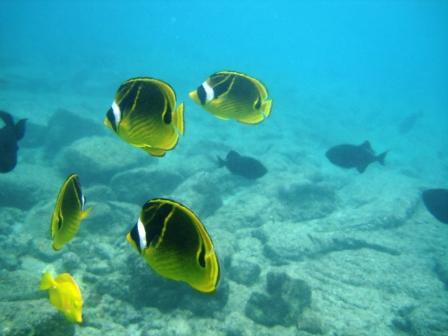 Yellow Tang and Racoon fish in Kona